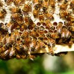Teade mesinikele ja harrastusmesinikele