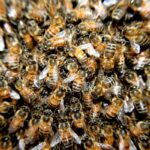 Põllumajandus- ja Toiduamet: suure hulga mesilaste hukkumise võis tõenäoliselt põhjustada sipelgatõrjevahend