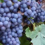 Kutsume Keila Aiandus- ja Mesindusseltsi liikmeid külastama viinamarjakasvatust!